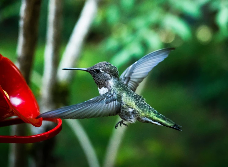 a hummingbird is flying to a red hummingbird feeder