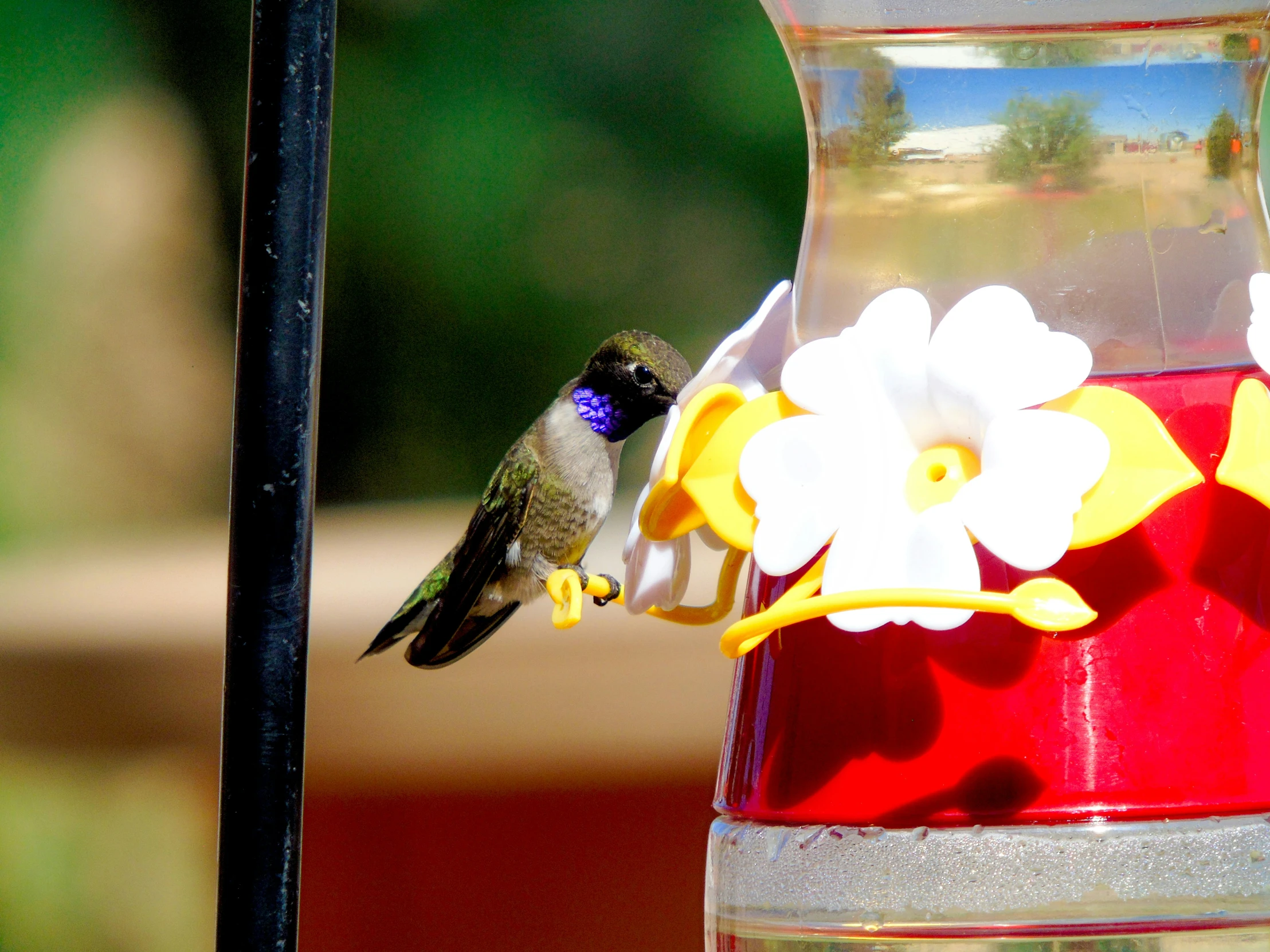 a small bird is reaching for a flower