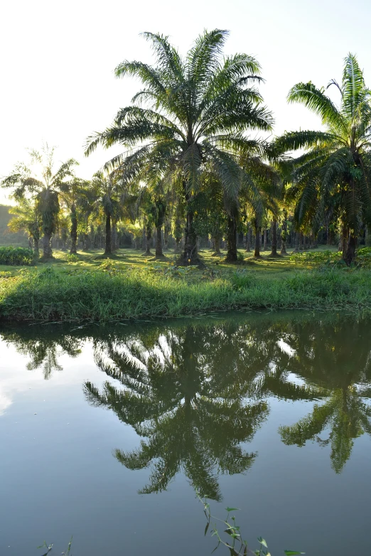 a view of the backwater from across the river