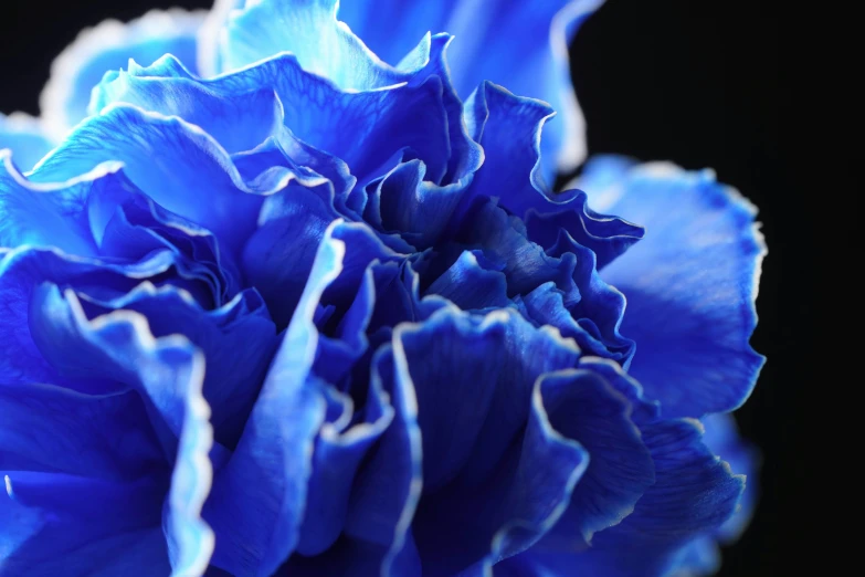 a close up view of a blue flower in full bloom