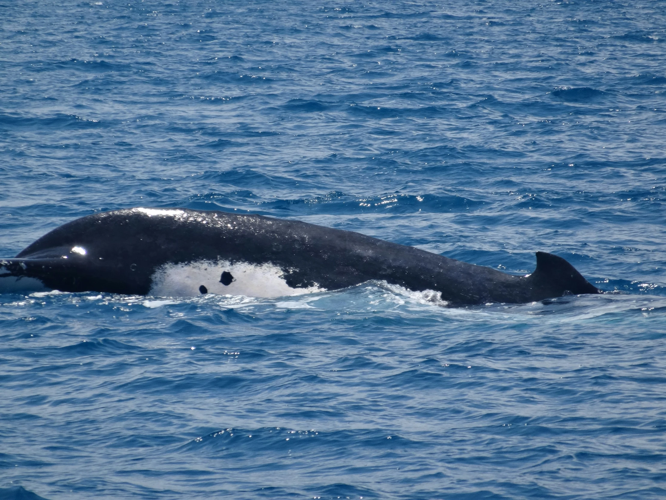 an adult dolphin in the ocean looking down at the camera