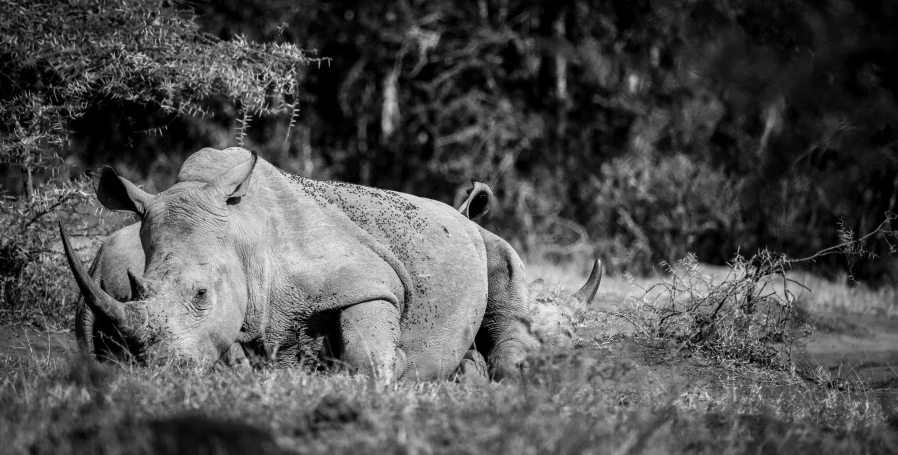 a white rhino is standing in a field