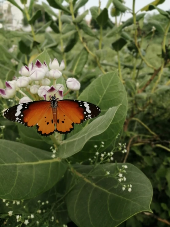 a erfly that is sitting on some leaf