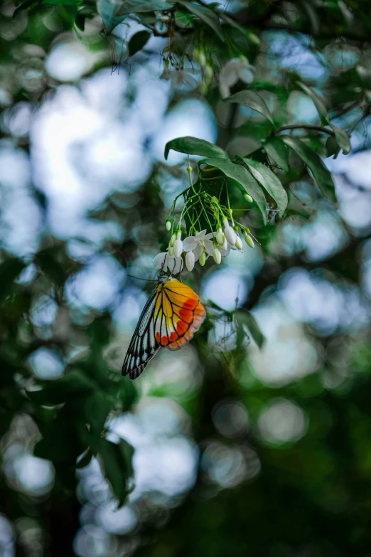 the yellow and orange monarch erfly perches on the tree nches