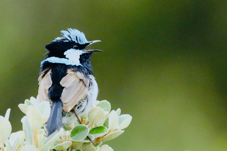 a small bird sitting on a small nch with buds