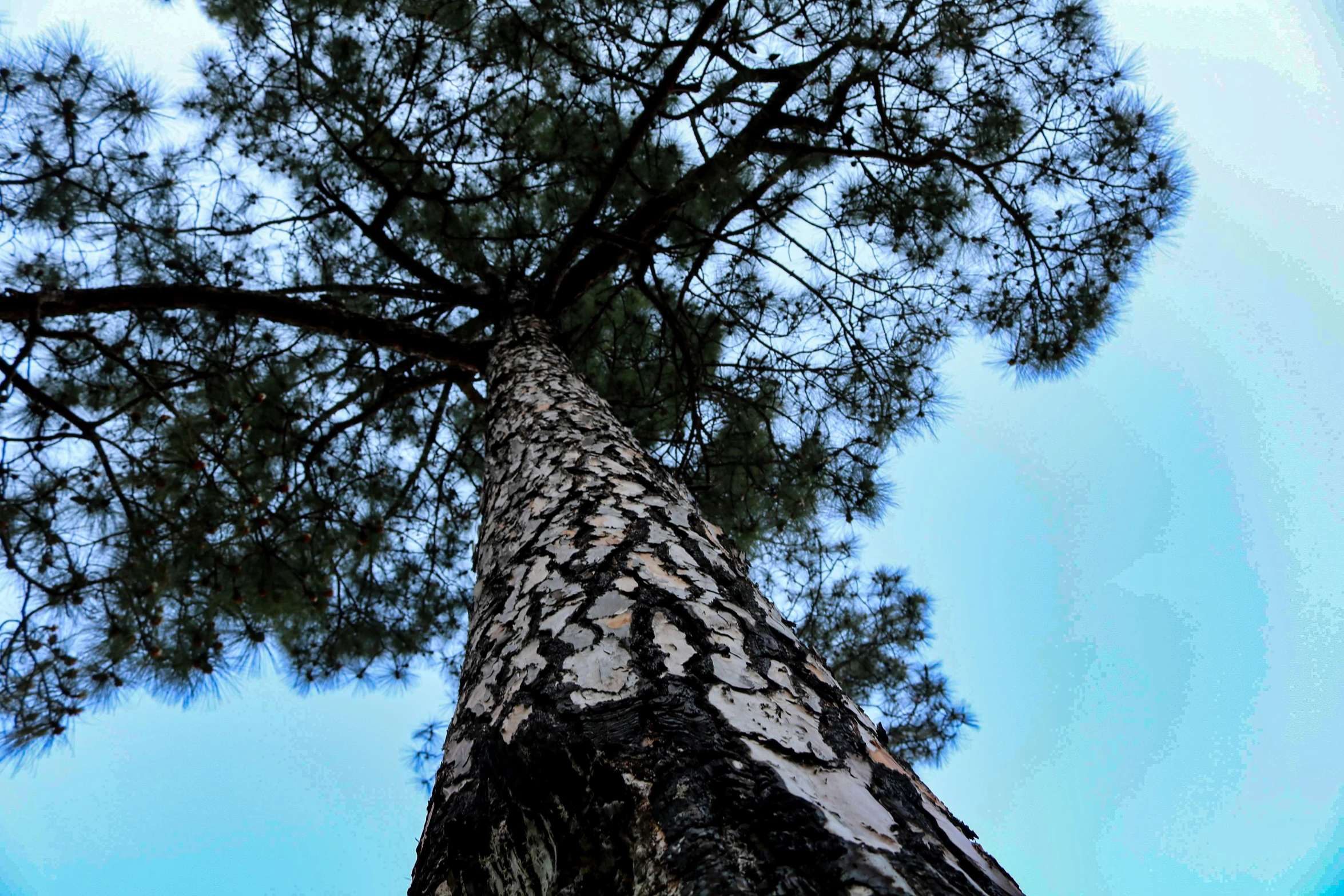 a tree from the ground up high up in the sky