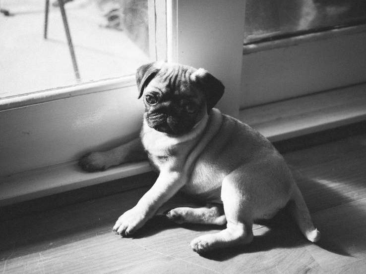 a small pug sitting on the floor and staring away