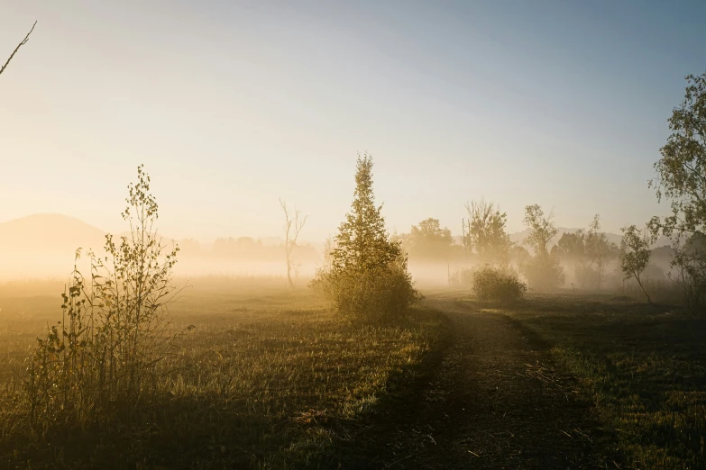 trees in a foggy field on a sunny day