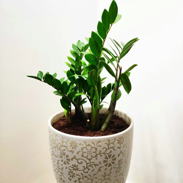 a plant sitting in a pot on top of a table