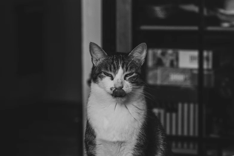 a black and white picture of a cat staring straight ahead