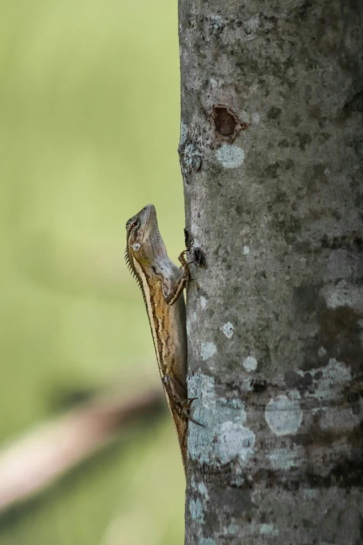 a small brown lizard is climbing up a tree