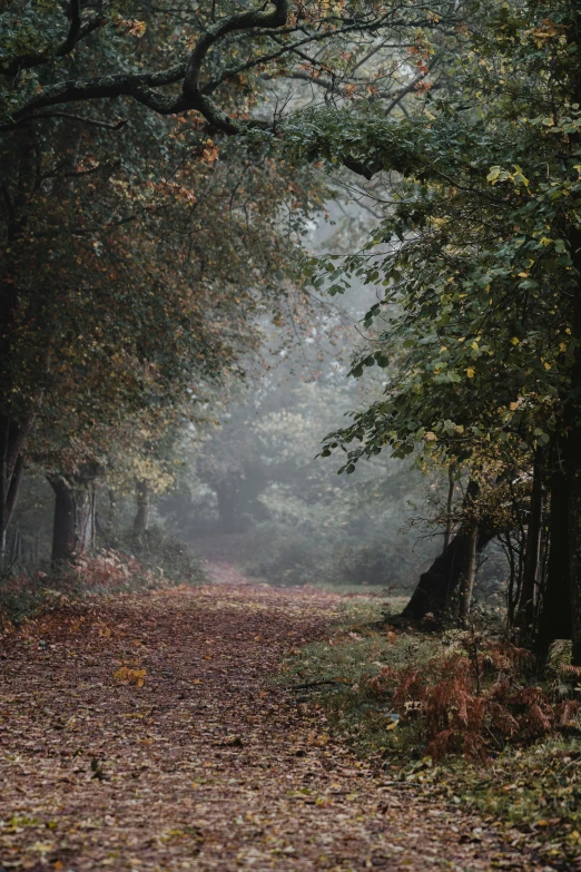 a path surrounded by a forest with lots of trees