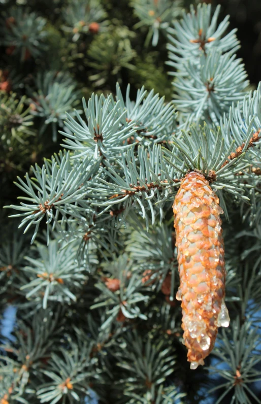 a close up of a pine tree with a tiny cone