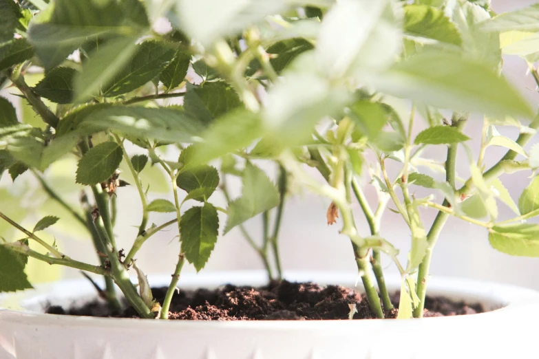 plants are growing out of a white planter