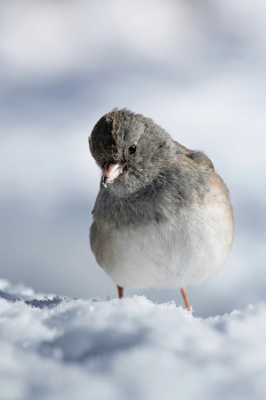 a small bird is standing in the snow