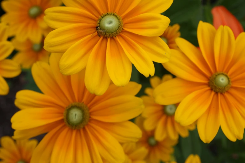 bright yellow flowers with green centers in the sunlight