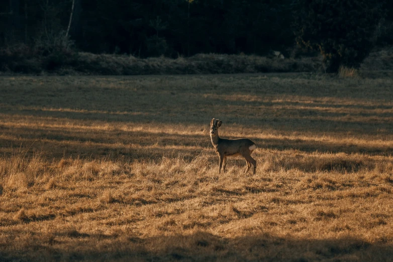 a deer stands in a grassy field at night