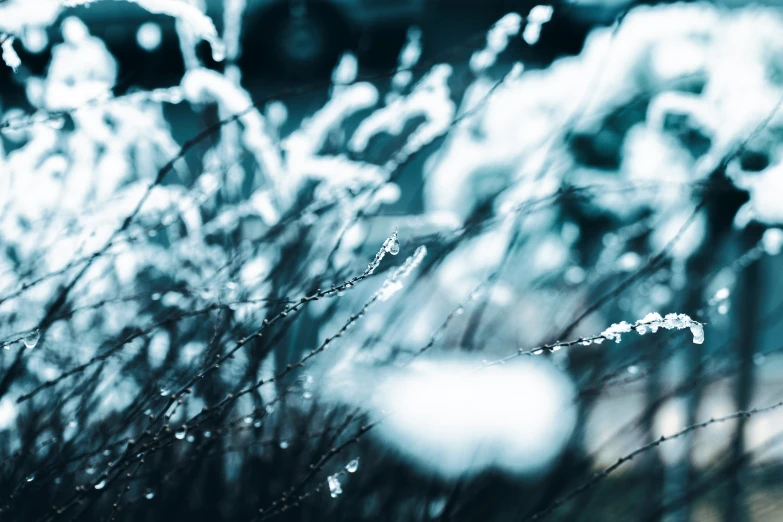 a grass is shown with water droplets on it