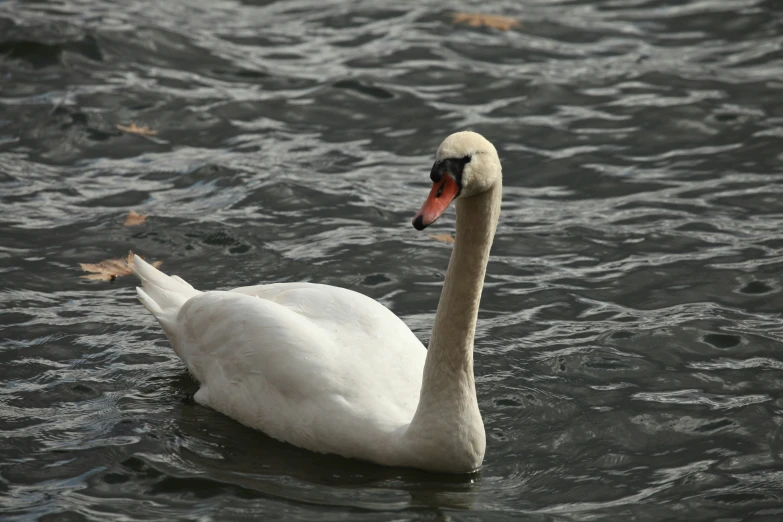 the white swan swims through water with lots of frothy droplets