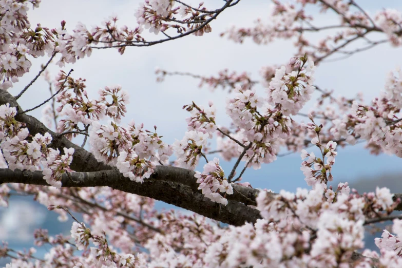 a bird perched on a tree nch with pink flowers