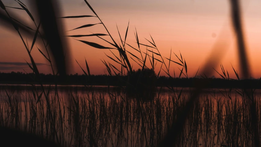 the sun is setting behind reeds and water
