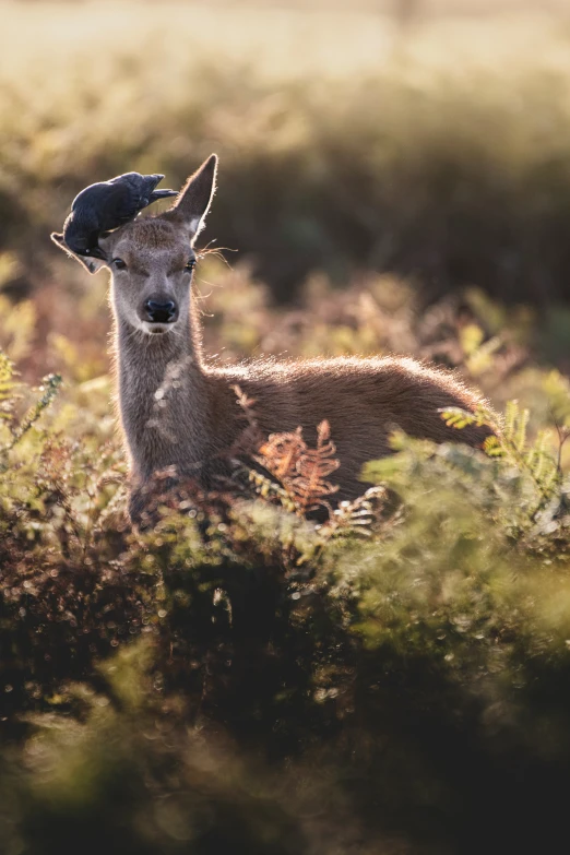 a deer looks at a bird on top of him