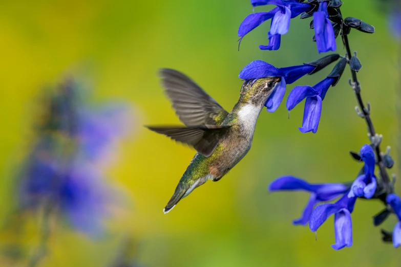 a hummingbird hovers near blue flowers and other small blue things