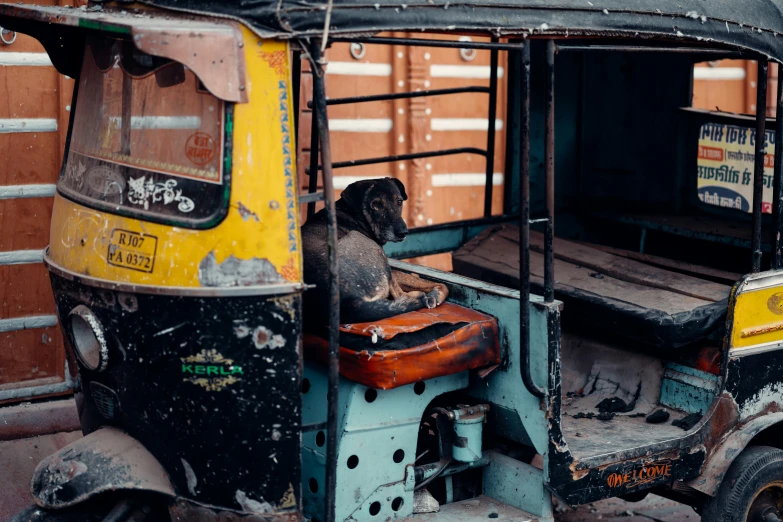 a sheep sits in a small passenger vehicle