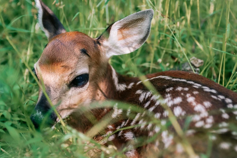 a young fawn laying in the grass and staring at soing