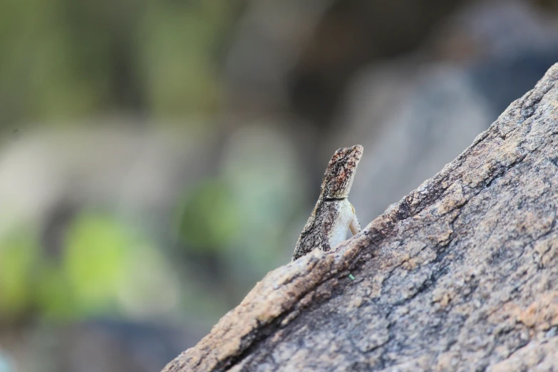 the tiny lizard is crawling along the rock