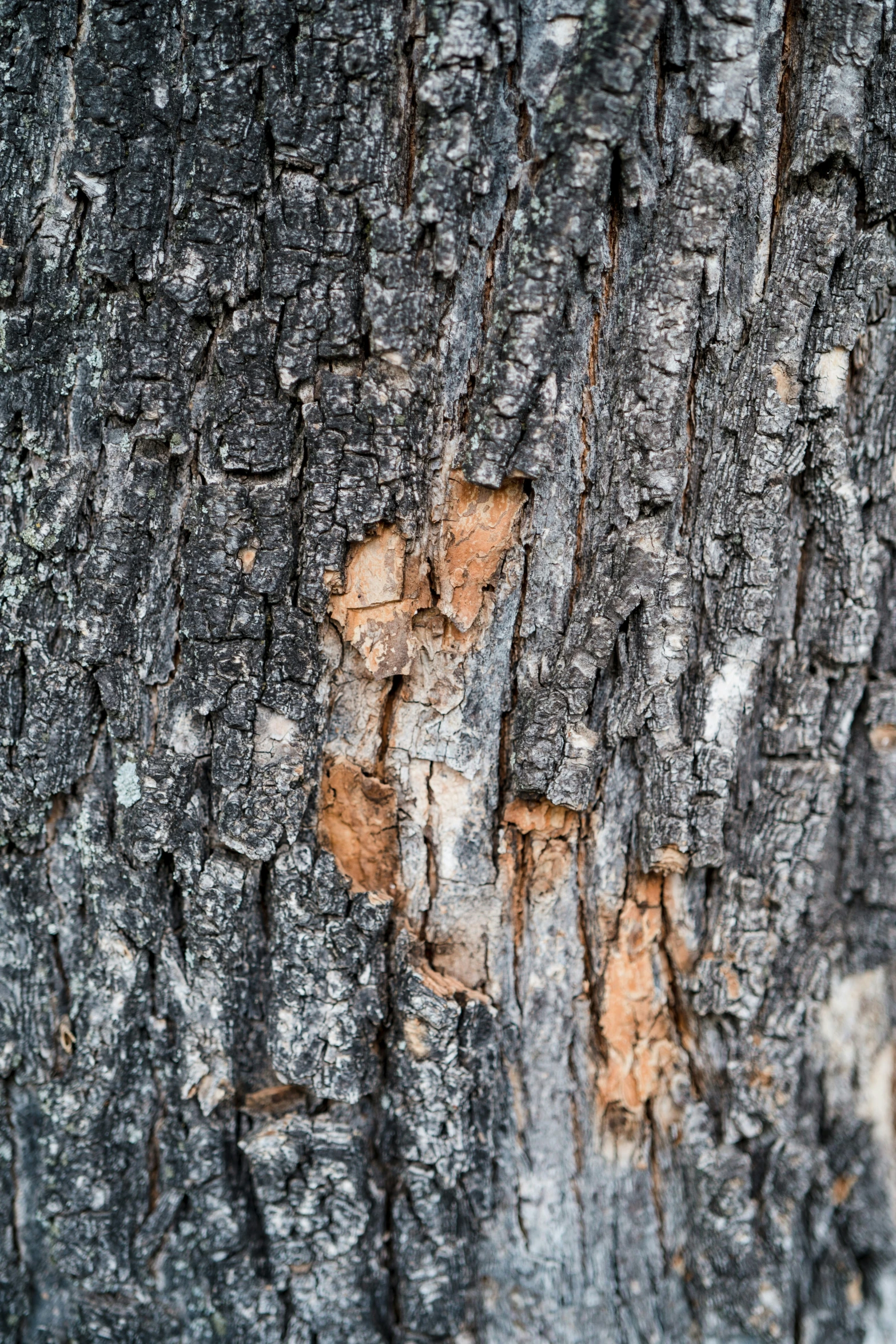 a close up s of the bark of a tree