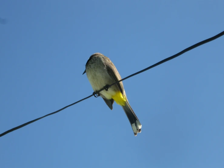 a colorful bird perched on top of a power line