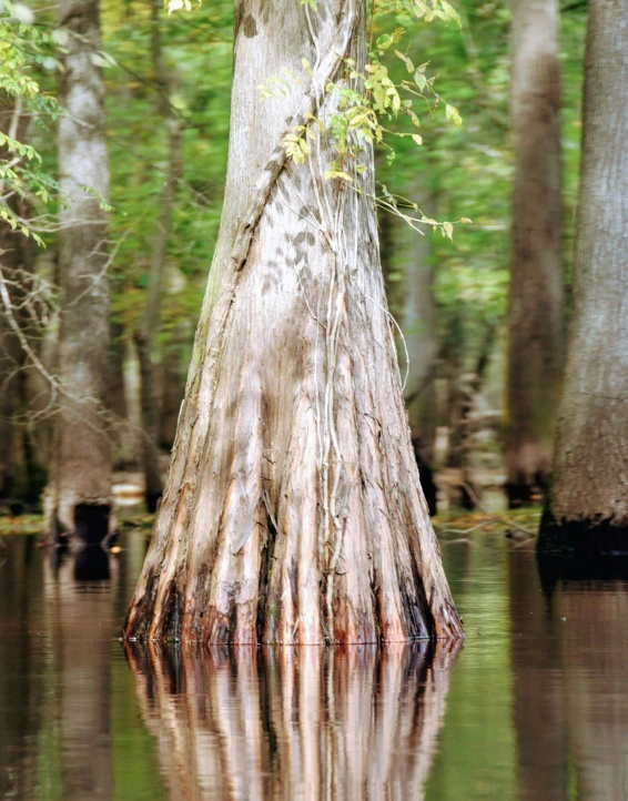 an old, massive tree is submerged in the water
