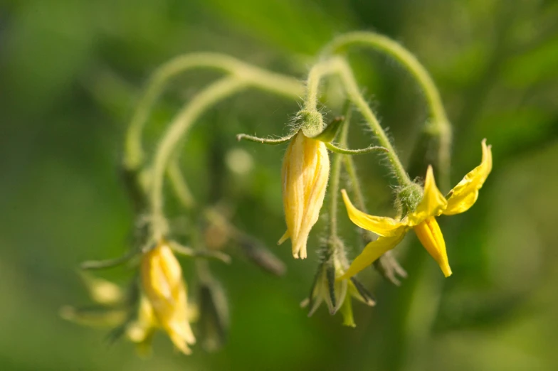 yellow flowers hanging on the stems of some plants