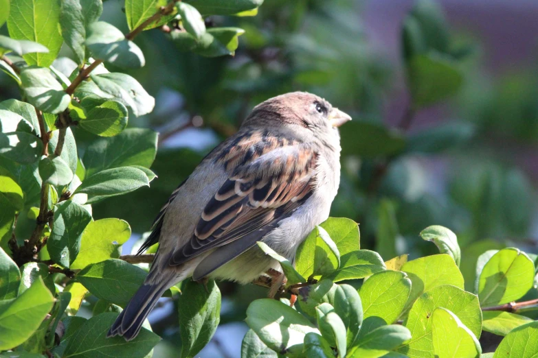 a bird sits on a nch surrounded by leaves