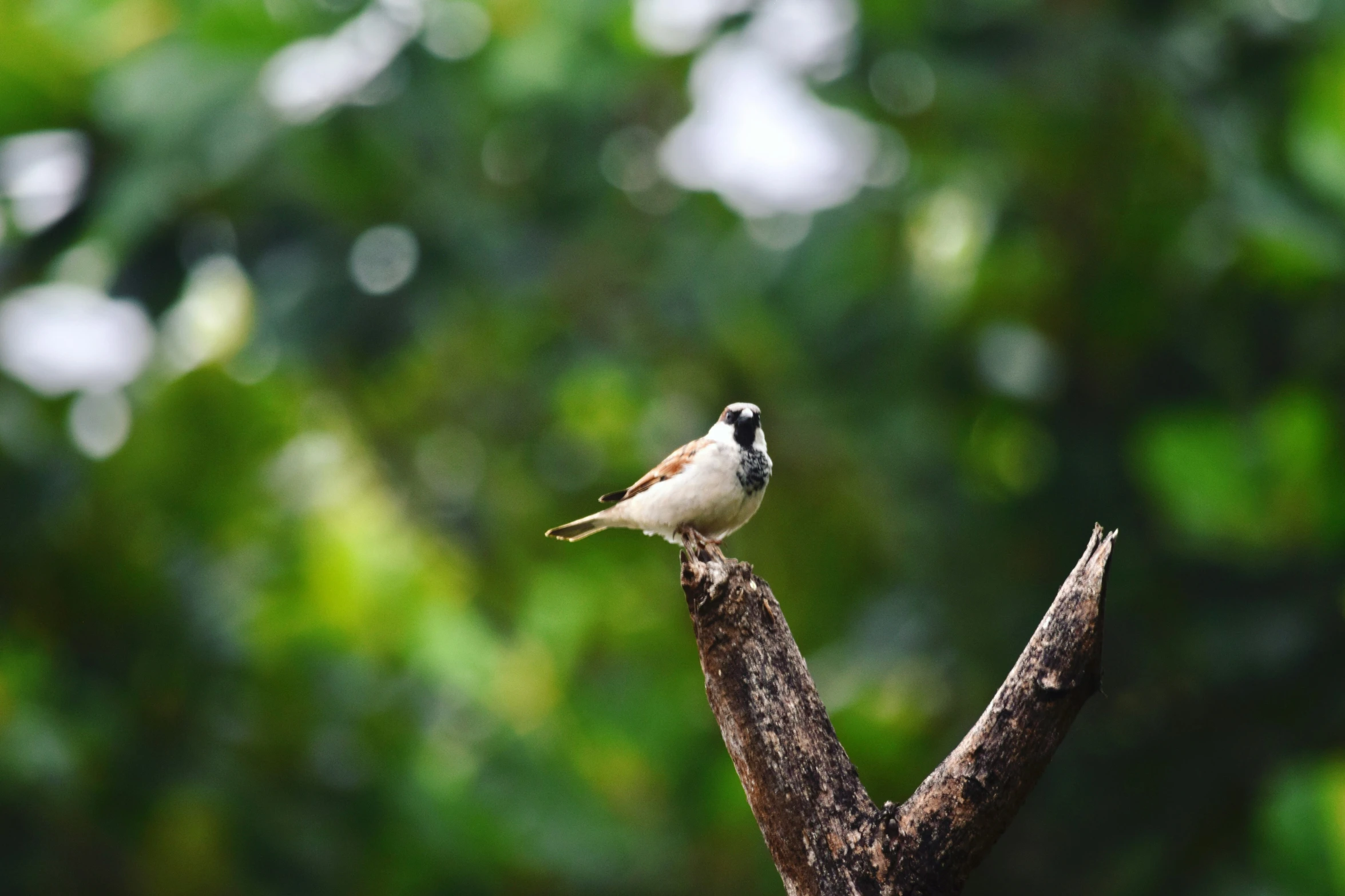 a bird is perched on top of a tree nch