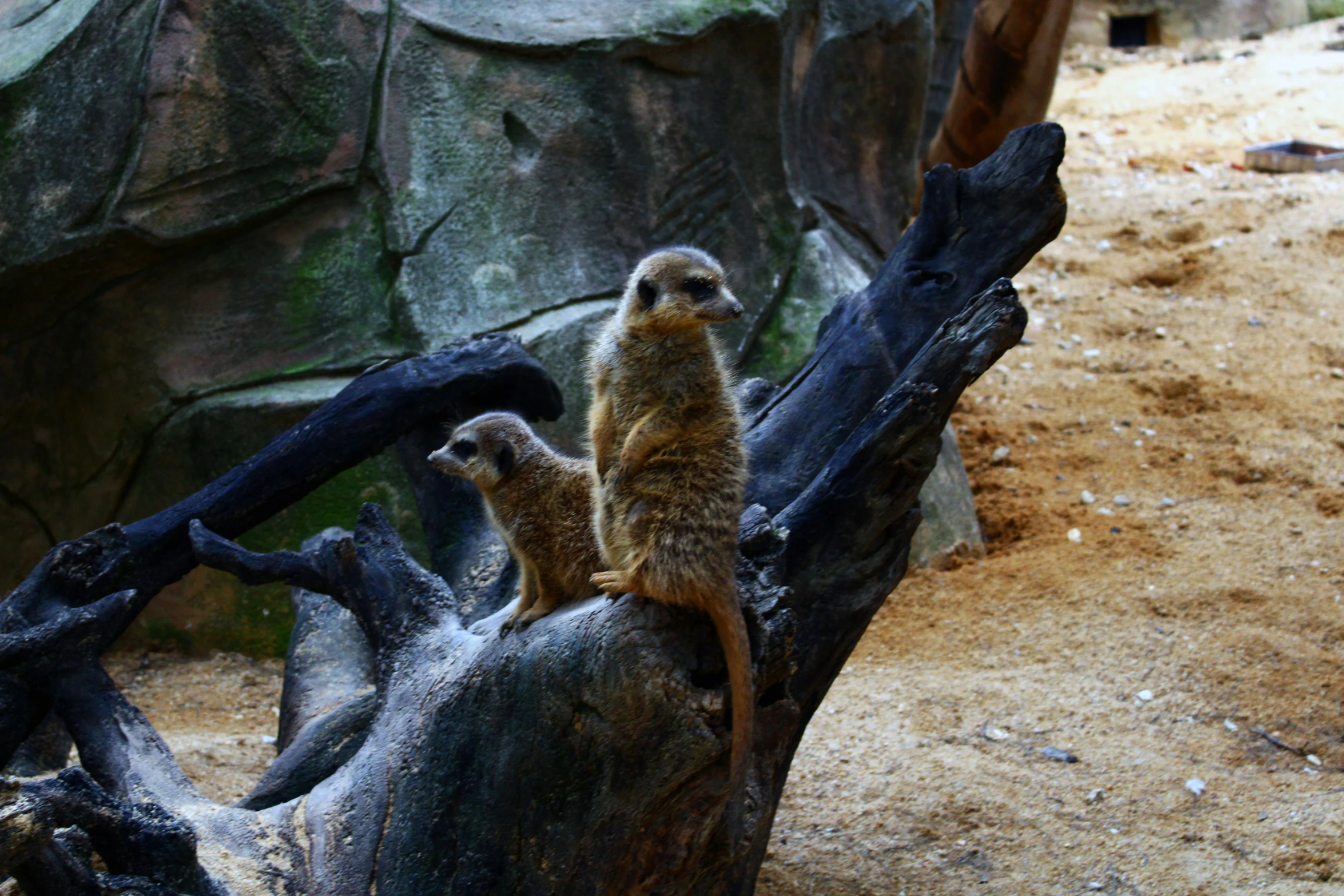 two young meerkats are standing on top of the tree nch