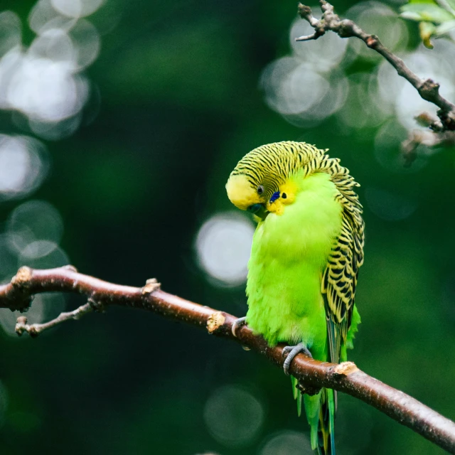 this is a small green bird on a tree nch