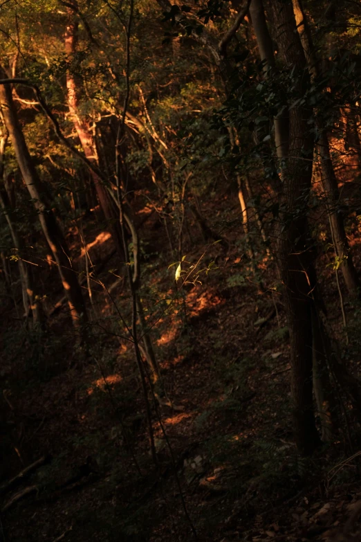 a very dark wooded area with a bright light shining on the trees
