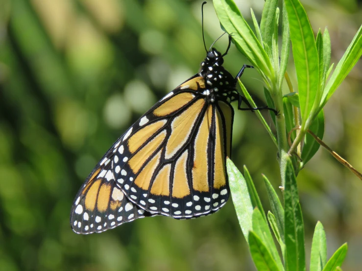 a erfly on a small plant outside