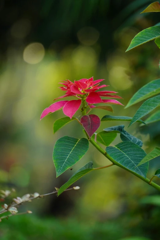 a small red flower on a thin stem