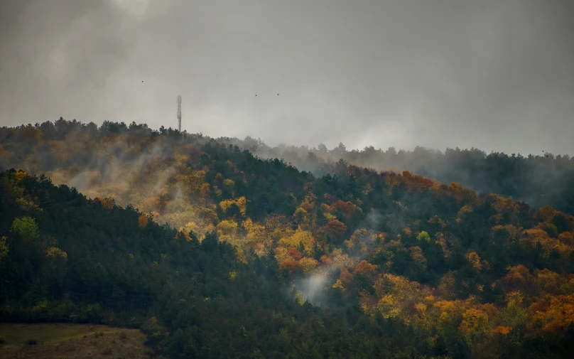 view of trees on the hill in the fog