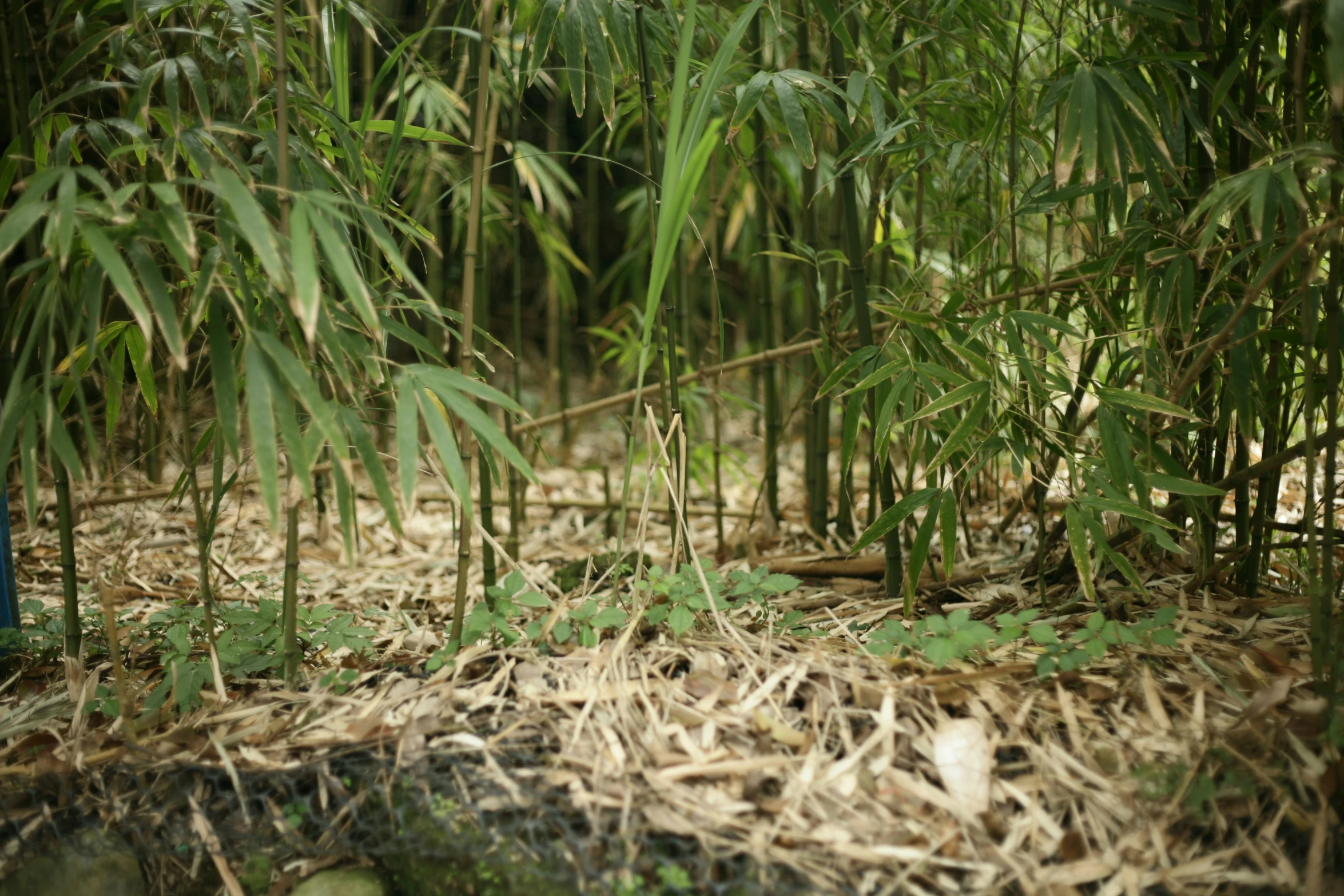 the green bamboo is growing near many small bamboo plants