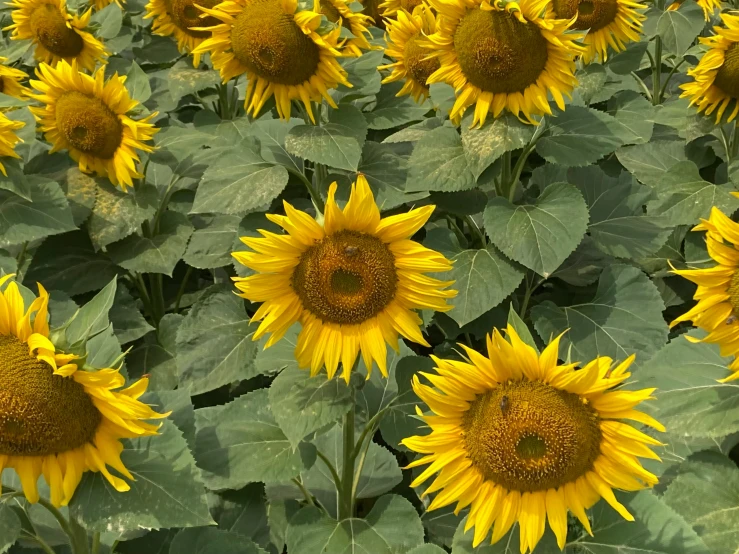 a large sunflower field with large leaves