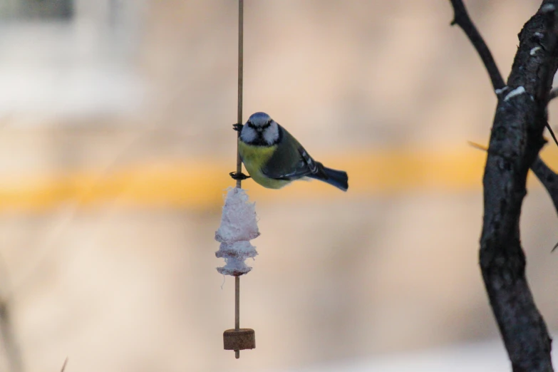 a bird sitting on a piece of ice hanging from a tree