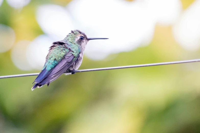 small bird resting on top of a wire