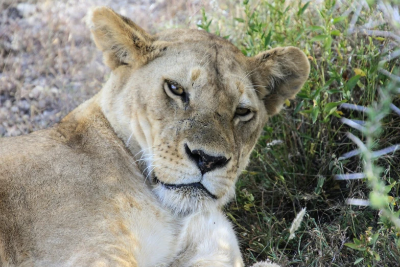 a lion resting in the middle of the field