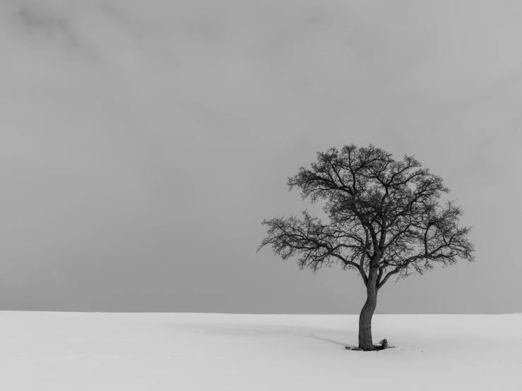 a single tree on top of a snowy hill