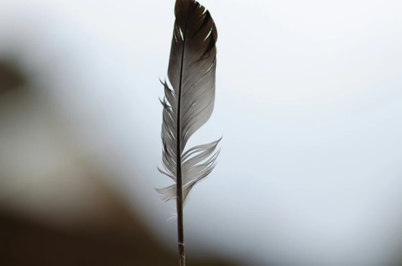 this feather is just about ready to fly into the air