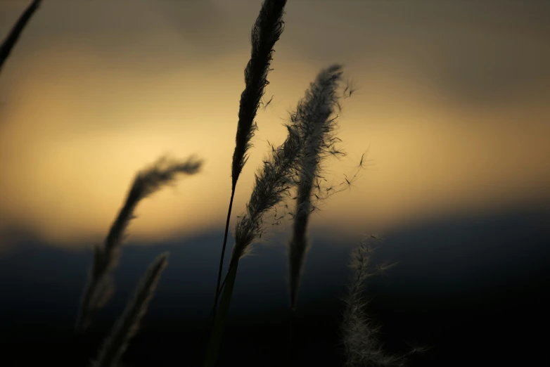 some wild flowers and grass on a field